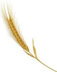 espiga
